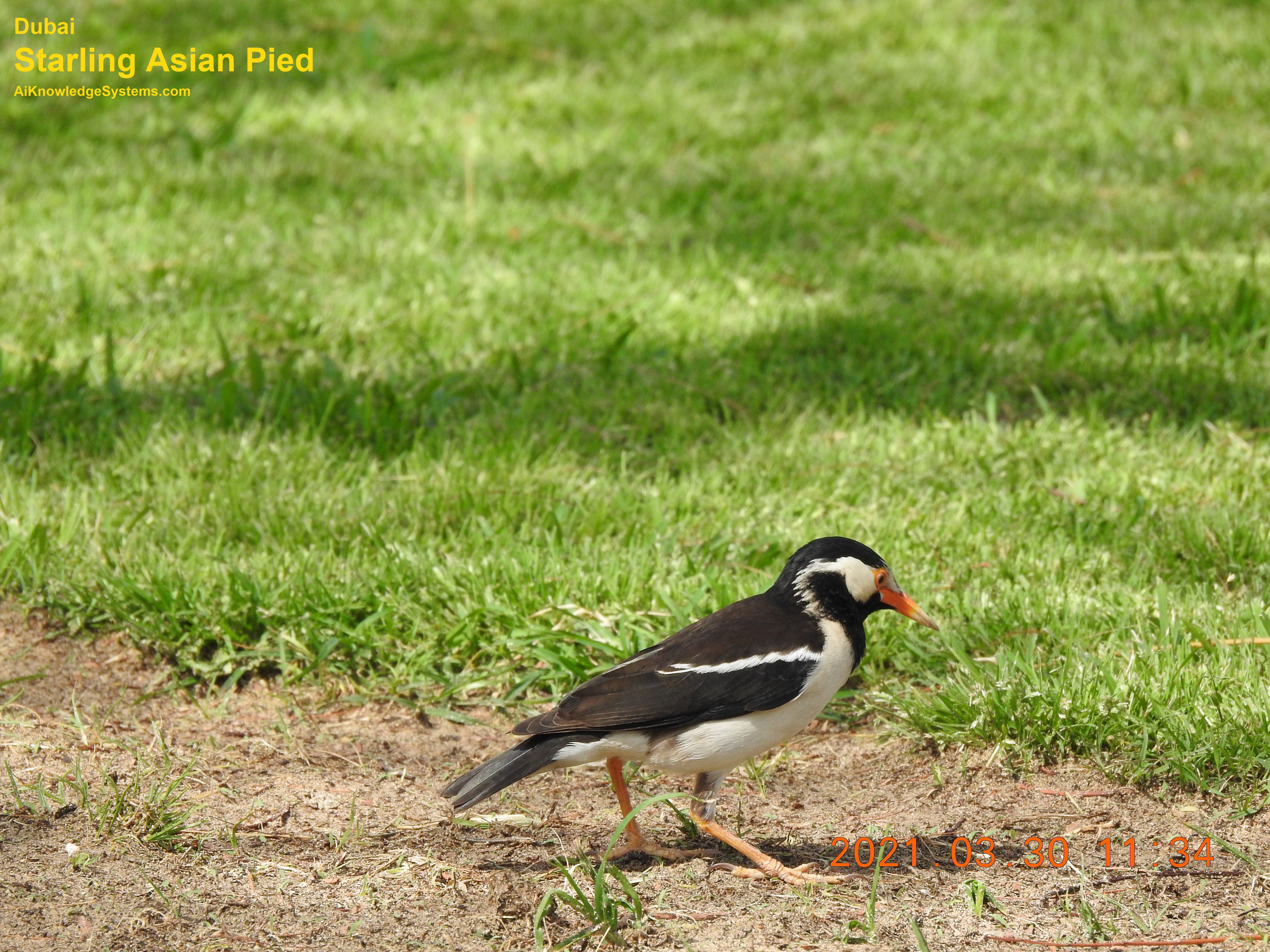 Starling Asian Pied (4) Coming Soon